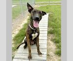 Small Dutch Shepherd  Mix