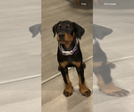 Small #13 Doberman Pinscher