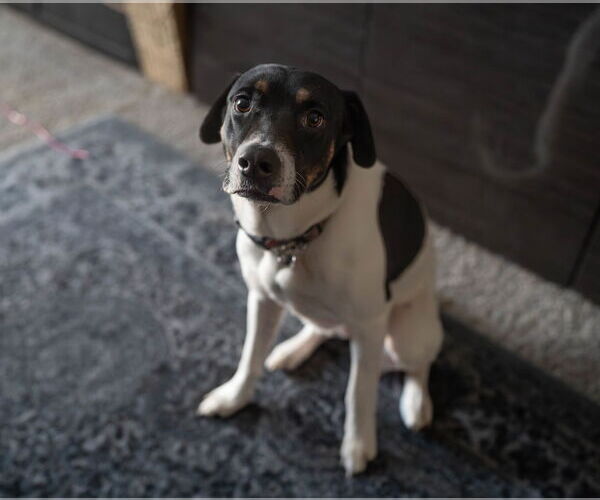 Medium Photo #11 German Shorthaired Pointer-Unknown Mix Puppy For Sale in Chandler, AZ, USA