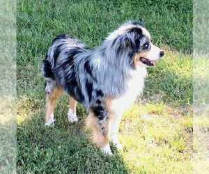 Father of the Miniature Australian Shepherd puppies born on 03/14/2025