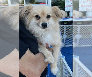 Pomeranian-Unknown Mix Dogs for adoption in Rocky Mount, NC, USA