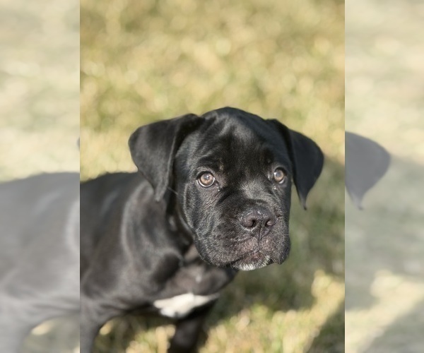 Medium Photo #8 Cane Corso Puppy For Sale in VAN BUREN TWP, MI, USA