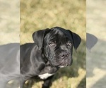 Small #7 Cane Corso
