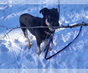 Bailey - Female Shepradors Dog for Adoption - Photo #4
