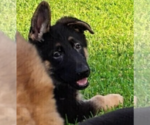 Small #5 German Shepherd Dog
