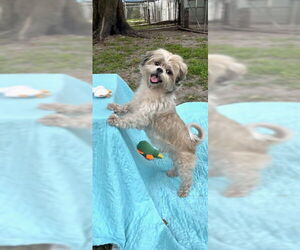 Bear - Male Shih Tzu Dog for Adoption - Photo #3