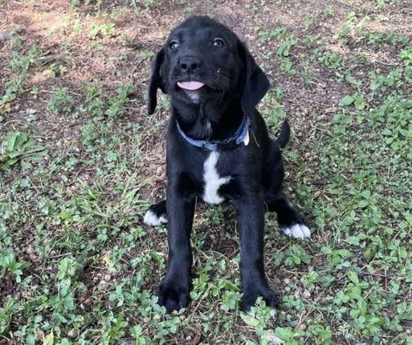 Medium Photo #2 Lab-Pointer Puppy For Sale in PELZER, SC, USA