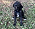 Small #1 Lab-Pointer