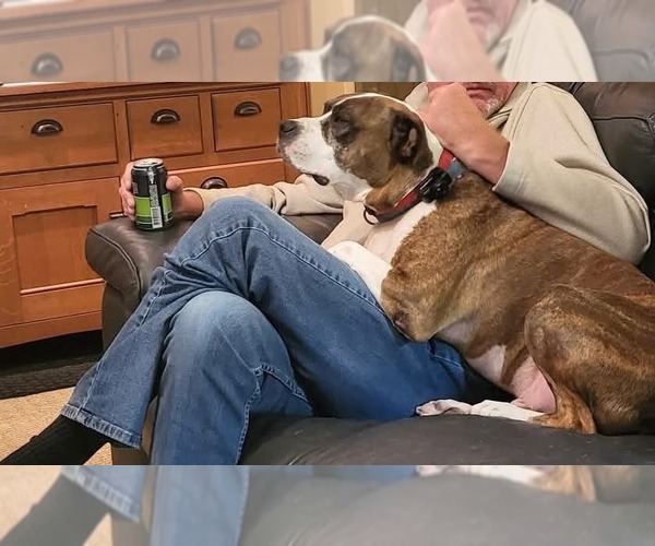 Medium Photo #1 American Pit Bull Terrier-Unknown Mix Puppy For Sale in Germantown, OH, USA