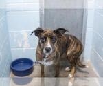 Small Australian Shepherd-Boxer Mix