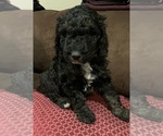 Puppy Brutus Poodle (Standard)