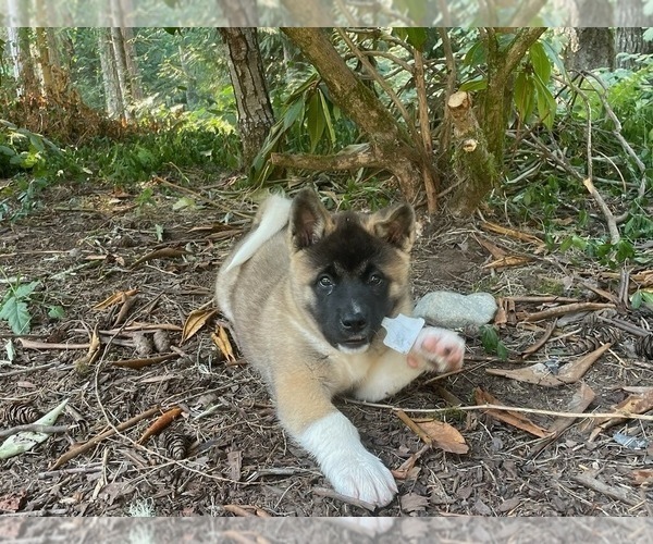 Medium Photo #4 Akita Puppy For Sale in LAKEBAY, WA, USA