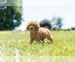 Small Photo #3 Cavapoo Puppy For Sale in WARSAW, IN, USA