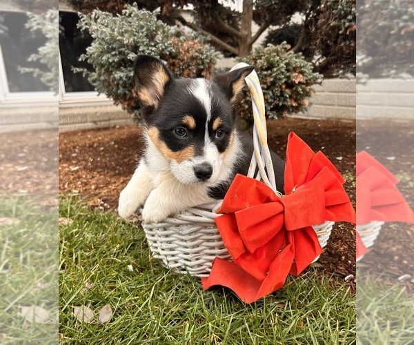 Medium Photo #2 Pembroke Welsh Corgi Puppy For Sale in MIDDLEBURY, IN, USA