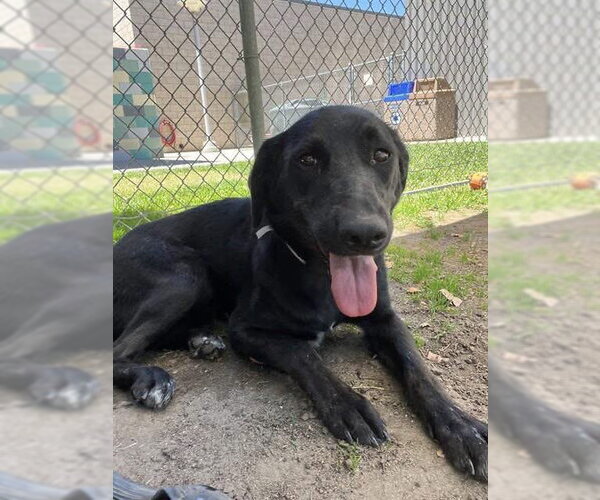 Medium Photo #1 Labrador Retriever-Unknown Mix Puppy For Sale in San Diego, CA, USA