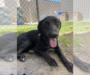 Labrador Retriever-Unknown Mix Dogs for adoption in San Diego, CA, USA