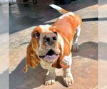 Small #2 Basset Hound