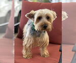 Small #2 Silky Terrier Mix