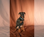 Small Photo #10 Doberman Pinscher Puppy For Sale in RIVERDALE, MD, USA