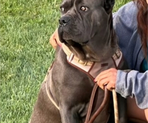 Cane Corso Puppy for Sale in UNION CITY, California USA