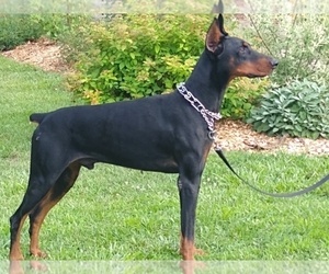 Father of the Doberman Pinscher puppies born on 02/28/2022