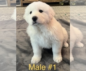 Great Pyrenees Puppy for sale in MANCOS, CO, USA