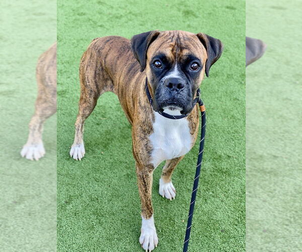 Medium Photo #2 Boxer Puppy For Sale in Austin, TX, USA