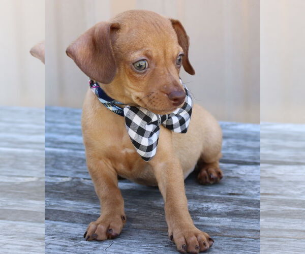 Medium Photo #2 Chiweenie Puppy For Sale in Bandera, TX, USA
