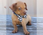 Small #1 Chiweenie