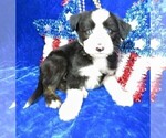 Puppy 7 Old English Sheepdog-Siberian Husky Mix