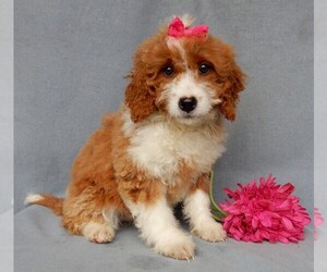 Goldendoodle (Miniature) Puppy for sale in MILLERSBURG, OH, USA
