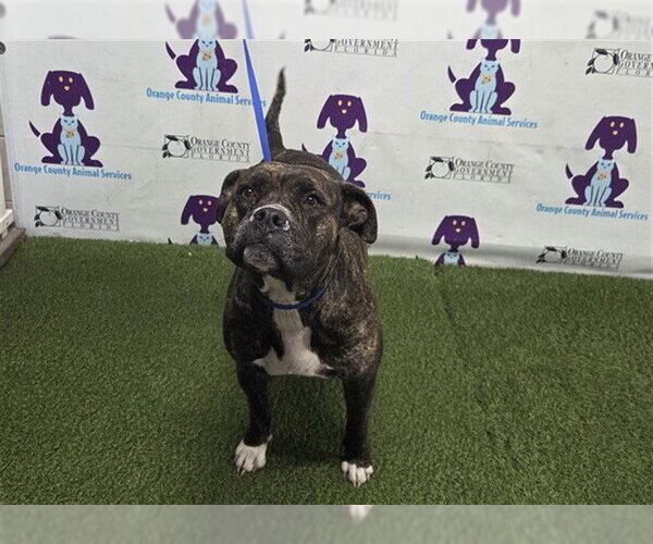 Medium Photo #1 Mutt Puppy For Sale in Orlando, FL, USA