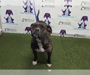 Mutt Dogs for adoption in Orlando, FL, USA