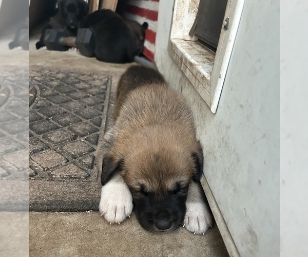 Medium Photo #16 Labrenees Puppy For Sale in BELTON, TX, USA