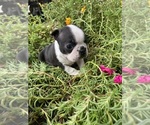 Small #2 Boston Terrier