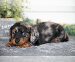 Small #1 Dachshund