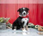 Puppy Lance Miniature Australian Shepherd
