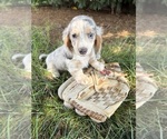 Small #1 Dachshund