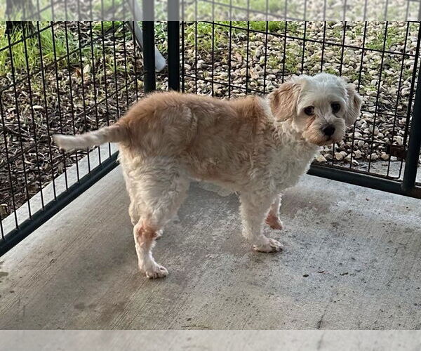 Medium Photo #3 Maltipoo (Miniature) Puppy For Sale in Oak Bluffs, MA, USA