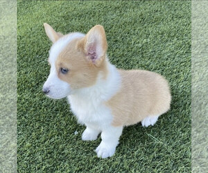 Pembroke Welsh Corgi Puppy for sale in MESA, AZ, USA