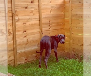 Great Dane Puppy for sale in METAIRIE, LA, USA