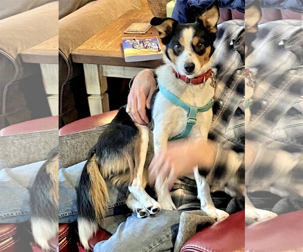 Medium Photo #4 Border Collie-Rat Terrier Mix Puppy For Sale in Atlanta, GA, USA