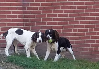 Father of the English Springer Spaniel puppies born on 02/03/2018