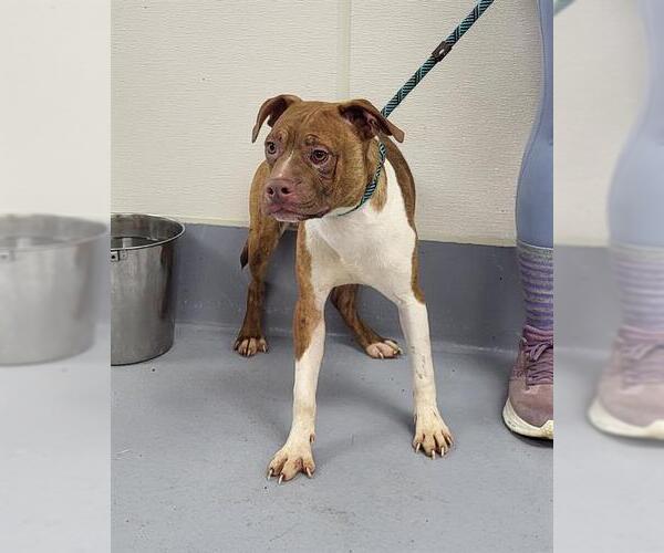 Medium Photo #1 American Pit Bull Terrier-Unknown Mix Puppy For Sale in Louisville, KY, USA