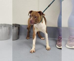 American Pit Bull Terrier-Unknown Mix Dogs for adoption in Louisville, KY, USA