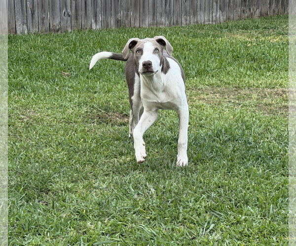 Medium Photo #19 Feist Terrier-Unknown Mix Puppy For Sale in Virginia Beach, VA, USA