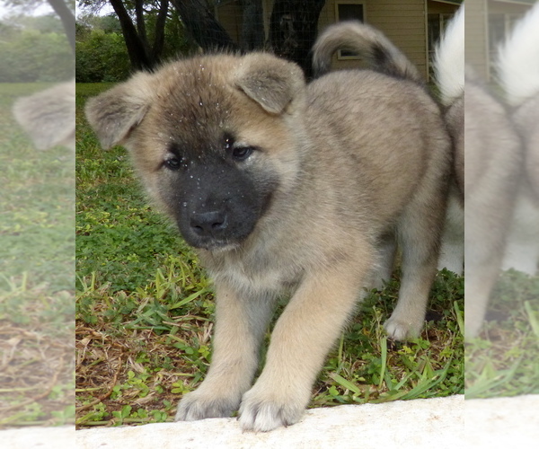 Medium Photo #2 Akita Puppy For Sale in MISSION, TX, USA