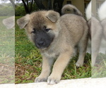 Small Photo #2 Akita Puppy For Sale in MISSION, TX, USA