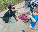Small #7 Rottweiler