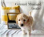 Small #3 Goldendoodle-Woodle Mix